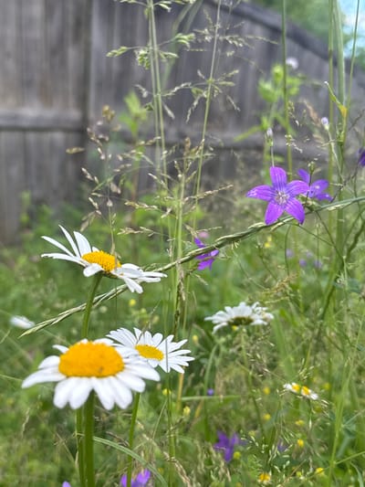 A close-up, eye-level shot captures a wild meadow scene in Volokolamsk, Russia, featuring several daisies and purple bellflowers interspersed with tall grasses and a weathered wooden fence in the background. The focus is on the foreground flowers, with one daisy prominently displayed on the left and another slightly out of focus to the right. A striking purple bellflower with five petals is visible in the upper right quadrant of the image, with two smaller purple flowers also present. The fence, which appears to be made of vertical wooden planks, serves as a backdrop, partially obscured by the vegetation. The lighting suggests a daytime scene, possibly late afternoon due to the soft, diffused light. No people or animals are present.