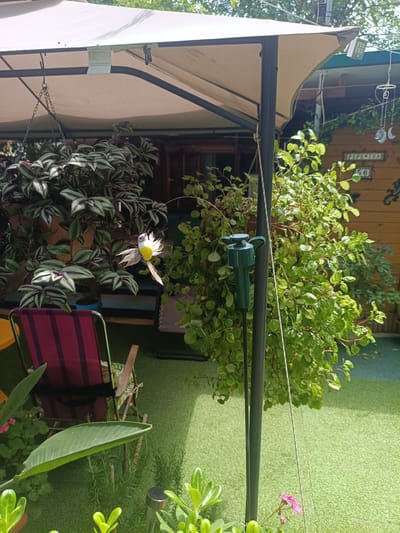 The image captures a sunlit outdoor patio area in Almardà, Spain. A cream-colored gazebo or awning provides shade over a section of the patio, which is covered with artificial green turf. To the left, a dark-colored pole supports the awning. A bright pink and red striped folding chair is positioned on the turf, with its wooden armrests visible. In the foreground, several lush green plants are growing, including a large, broad-leafed plant in the lower left corner and a rosemary bush. A small solar-powered garden light is visible near the rosemary.
Dominating the left side of the image is a large hanging plant with variegated green and purple leaves, possibly a Tradescantia zebrina, suspended by a chain from the awning. To the right of this plant and slightly to the right of the central pole, a decorative bird ornament hangs on a thin wire. This ornament is a stylized bird with a yellow body, white wings, and a purple head.
Further into the background, a wooden-sided structure, possibly a shed or small building, is visible. A white sign with "PEPE ISA" and the number "56" is affixed to the wooden wall. Several other plants are present, including a cluster of bright green, bushy plants on the right side of the image, near the wooden structure. One of these plants has small pink flowers. A green watering device is attached to the central pole, near the hanging bird ornament. The overall impression is of a well-maintained, inviting outdoor space.