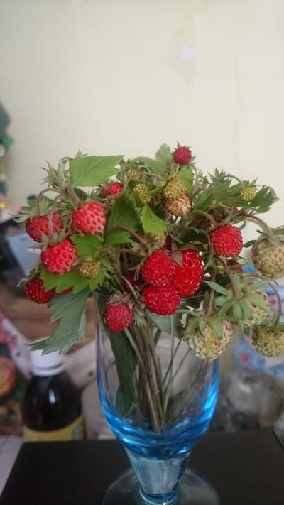 A close-up, eye-level shot captures a bouquet of wild strawberries, their red berries and green leaves arranged in a clear, blue-tinted glass. The glass sits on a dark surface, likely a table, and is positioned in front of a pale yellow wall. The background is softly blurred, showing hints of other objects, including a dark bottle with a white cap to the left and a suggestion of floral patterns on a surface to the right. The lighting is natural, casting gentle shadows and highlighting the textures of the strawberries and leaves. The scene appears to be indoors, possibly in a home environment in the city of Dvirets, Ukraine.