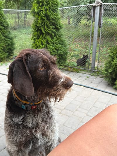 A brown and grey wirehaired dog with floppy ears and a shaggy coat sits on a paved patio, looking to the right. The dog wears a collar with yellow, blue, and red accents. In the background, a chain-link fence encloses a grassy area with a black cat visible in the distance. Green evergreen bushes flank the scene on either side. The image appears to be taken outdoors, possibly in a backyard or courtyard. The geographical location of Kamianka-Buzka, Ukraine, is noted in the prompt but not visually depicted in the image itself.