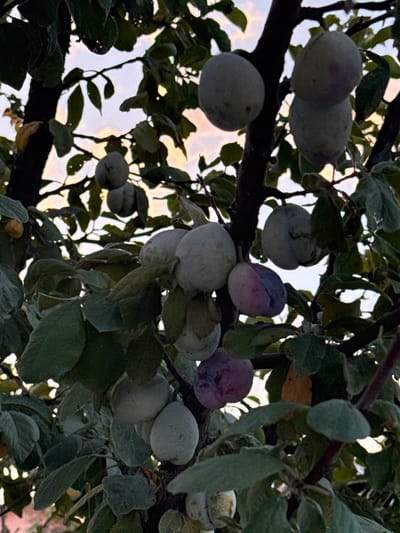 This is a close-up, low-angle, outdoor, natural light photograph of a plum tree with several ripe plums hanging from its branches. The plums are in various stages of ripeness, with some being predominantly green and others showing tinges of purple and pink. The leaves of the tree are a deep green, with some appearing dusty. The background is a slightly blurred sky with soft, warm tones suggestive of either sunrise or sunset. The image does not depict any people or specific landmarks that would indicate its location within Sardoba, Uzbekistan. The focus is solely on the fruit and foliage of the plum tree.