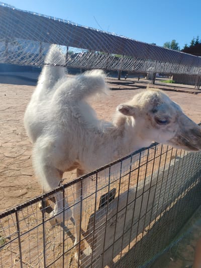 In the city of Lukashi, Russia, on a bright, sunny day, a fluffy white camel stands behind a metal fence. The camel is facing right, with its head turned slightly towards the viewer. Its fur appears thick and shaggy, especially around its humps and neck. The camel's eyes are a light blue, and its ears are small and rounded. The ground is a dusty, reddish-brown dirt with some scattered straw. Behind the camel, a mesh-covered structure or enclosure is visible, possibly part of its habitat. The sky is a clear, vibrant blue. The fence in the foreground is made of thick, rusty metal bars and wire mesh.