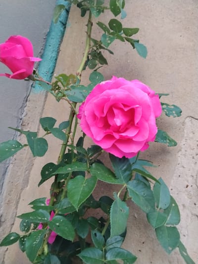 A close-up shot shows two vibrant pink roses with green leaves and thorny stems. One rose is fully bloomed, its petals unfurling in a soft swirl, while the other, to the left and slightly out of focus, is a tighter bud. The roses are positioned against a textured, light-colored wall, possibly stucco or concrete, with a vertical teal-colored stripe running along the left side of the frame. The overall impression is one of natural beauty set against an urban or garden backdrop. The lighting suggests it's daytime, with the sun illuminating the flowers and casting subtle shadows. The presence of thorns on the stem indicates a natural rose plant, likely growing outdoors. The scene is calm and serene, highlighting the delicate beauty of the roses. There is no visible text in the image.