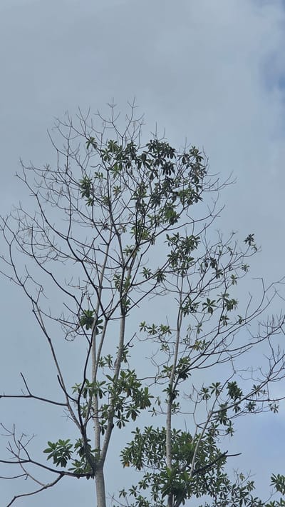 The image is taken looking up at tree branches with leaves against a light blue sky with some clouds, in Pante Aree, Indonesia. The tree branches are mostly bare, with clusters of green leaves appearing sparsely. The branches are light gray-brown, contrasting against the sky.