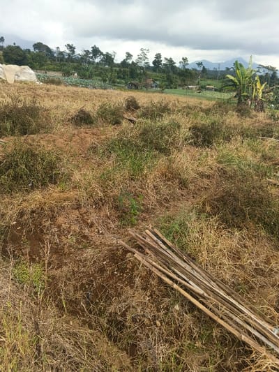 The image depicts an expansive rural landscape in Pô Kô, Vietnam, under an overcast sky. In the foreground, the ground is uneven, characterized by dry, yellowish-brown grass interspersed with patches of green weeds and exposed brown earth. A cluster of approximately 10-15 light-colored wooden or bamboo sticks lies diagonally on the ground in the lower right quadrant. The midground continues with similar uncultivated land, transitioning to scattered green foliage and a prominent banana plant with large green leaves on the right. The background features cultivated fields with visible rows of green crops, possibly vegetables. Several small, simple structures or huts are discernible among these cultivated areas and trees. A dense line of trees forms a distant boundary, behind which faint outlines of mountains rise beneath a heavy, grey cloud cover. On the far left of the background, a large, light-colored mass, possibly a rock formation or a pile of material, stands out. No people or animals are visible, and no discernible actions or interactions are occurring.