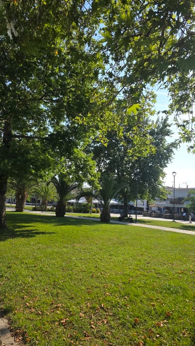 The image displays a sunlit urban park or promenade in Asprovalta, Greece, characterized by lush greenery and architectural elements. The upper portion of the frame is dominated by the dense, vibrant green foliage of large deciduous trees, specifically plane trees (Platanus), identifiable by their lobed leaves and visible small, spherical seed balls. A clear blue sky is visible through the leaf canopy, with sunlight filtering through, creating bright highlights and scattered shadows. A single small piece of white litter is caught in the branches at the upper left, and one bright orange-yellow leaf is visible near the top-center.
The midground features a wide, well-maintained expanse of green grass with a light-colored paved pathway, possibly cobblestone, curving through it from the lower left towards the right. Several stout palm trees with textured trunks and prominent green fronds are interspersed throughout the grassy areas and alongside the path. Large plane trees frame the left and right sides of the scene, with their substantial trunks and dense canopies.
In the background, beyond the trees and palms, a line of light-colored, multi-story buildings is visible. These structures appear to house commercial establishments, specifically restaurants or cafes, indicated by numerous outdoor seating arrangements with tables, chairs, and white awnings or umbrellas. A black electric scooter or small moped is parked on or adjacent to the pathway, to the right of a central palm tree. Two black, modern-style lampposts are positioned along the path, one closer to the foreground and another further back near the buildings. One individual in light-colored clothing is partially visible on the far right, near the outdoor seating, appearing to be standing or walking. Indistinct figures are seated at the outdoor tables.
The foreground consists of more green grass, with numerous dried, brown leaves scattered across its surface, consistent with fallen leaves from the overhead trees. Shadows are cast onto the grass from the left side, and a concrete edge or curb is visible at the very bottom left corner. The overall scene suggests a warm, clear day.