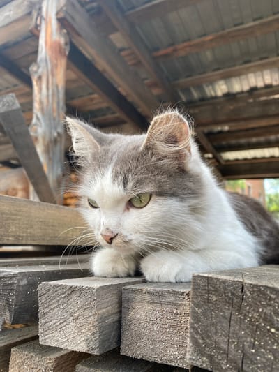 A medium shot shows a medium-haired, bicolor cat with white and gray fur resting on a stack of weathered wooden planks outdoors. The cat's face is turned to the left, with bright green eyes and long white whiskers. Its paws are tucked beneath its chest. The background reveals a rustic wooden structure with a corrugated metal roof, suggesting an outdoor rural or industrial setting. The lighting is natural and appears to be daytime. The location is specified as Znamenka, Russia.