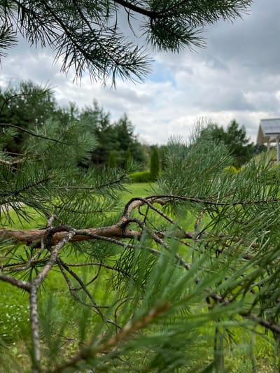 The image captures a close-up view of pine branches in the foreground, with a green grassy yard and a cluster of trees in the background. A portion of a white building with a dark roof is visible on the right side of the frame. The sky is overcast with scattered clouds. The setting appears to be a residential area, possibly in the city of Novinki-Begichevo, Russia, given the presence of the building and the natural landscape. There are no people or animals visible in the image.