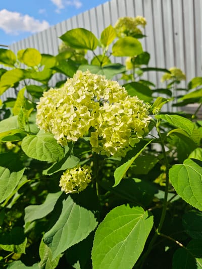 A close-up, low-angle outdoor shot features a cluster of light yellow hydrangea blossoms, their delicate petals tightly packed, in the foreground. The blossoms are surrounded by lush, green foliage, with large, serrated leaves dominating the lower and left portions of the frame. Behind the plant, a light gray corrugated metal fence runs horizontally across the upper portion of the image, with a small section of bright blue sky and scattered white clouds visible above it. The scene is illuminated by bright sunlight, casting distinct shadows on the leaves and creating highlights on the fence. The image was taken in the city of Kozh'lasola, Russia.