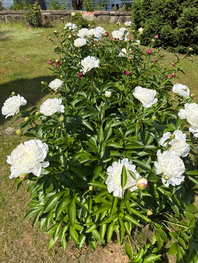 A close-up, high-angle shot captures a lush display of white peony flowers and their deep green foliage. The peonies, with their full, ruffled petals, are the primary subject, some in full bloom and others as buds. They are arranged in a dense cluster, with many large, glossy leaves surrounding them. The flowers and leaves are vibrant and healthy, suggesting they are in peak bloom. The background is blurred, but it appears to be a garden setting with green grass and hints of other foliage, possibly a hedge or tree line. The lighting suggests a sunny day, casting shadows across the lawn. While the image focuses on the peonies, the context implies an outdoor garden, likely in a residential or public park area. The presence of a stone wall and what appears to be a body of water in the distance, combined with the specific mention of Shchelkovo, Russia, suggests this is a garden in that location.