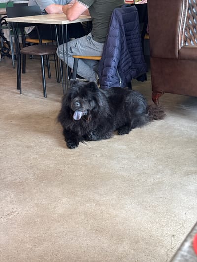 This image, taken indoors, displays a relaxed black Chow Chow dog lying on a light-colored floor in the central-right foreground. The dog is very fluffy, with thick black fur, and its distinctive blue-purple tongue hangs out of its mouth, suggesting it is warm or content. It looks towards the viewer.

In the bottom-left of the frame, parts of at least two people are visible, seated around a light-colored wooden table. One person wears a green long-sleeved shirt and grey sweatpants, with their arms resting on the table. Another person's legs, also in grey sweatpants, are visible under the table, which is surrounded by several dark-framed metal chairs. A partially visible patch on one pair of grey sweatpants has faint, illegible text.

In the top-left quadrant, a brown leather armchair or sofa with a tufted back is prominent. Below it, a dark blue puffer jacket is casually draped over what appears to be a bag or another chair.

The floor, which covers a significant portion of the image, is a light, neutral beige or grey color, possibly concrete or a similar textured flooring, showing some subtle patterns and minor cracks. The ambient indoor lighting suggests a daytime setting, without harsh shadows. The overall scene conveys a casual, pet-friendly atmosphere, possibly a cafe or pub in Aberfoyle, United Kingdom. The dog's striking purple tongue and relaxed demeanor are notable details.
