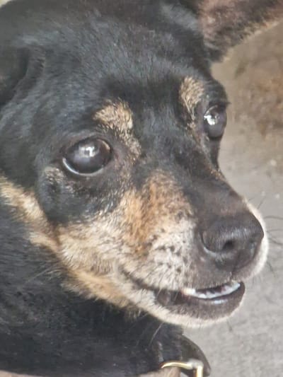 This media file is a close-up, upward-angled shot of a dog's face, likely taken outdoors. The dog appears to be black with tan markings around its muzzle and eyes. Its eyes are dark and appear somewhat wet, with a light reflection in the left eye. The dog's nose is black and prominent, and its mouth is slightly open, revealing a glimpse of its teeth and tongue. The fur texture is visible, with darker fur on the face and lighter, brindle-like fur on the cheeks and muzzle. A hint of a collar with a metal buckle is visible on the right side of the frame. The background is blurred and appears to be a rough, light-colored surface, possibly concrete or dirt. The lighting suggests it might be daytime, but there are no clear indicators of time of day or weather. The dog's expression could be interpreted as curious or expectant. No text is visible in the image. The context provided indicates the location is Zlataritsa, Bulgaria.