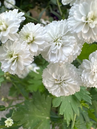 The image shows a close-up of several white chrysanthemum flowers in bloom. The flowers have many delicate, layered petals. Some of the flowers are in sharp focus, while others are softer or out of focus in the background. Green leaves and stems are visible among the flowers. The overall impression is one of natural beauty and detail. The image does not depict any specific location in the city of Bakay-Ata, Kyrgyzstan, nor does it show any people, actions, or interactions. It is a still, nature-focused photograph.