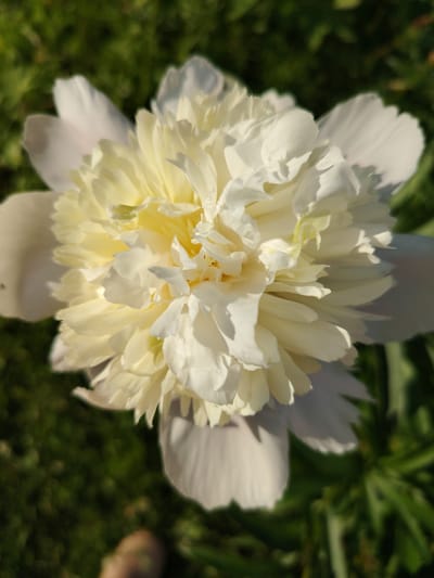 A close-up shot captures a delicate white peony bloom, its petals tinged with a soft yellow at the center, set against a blurred backdrop of lush green foliage. The flower's intricate layers of petals are softly illuminated by natural light, casting subtle shadows that highlight its texture. The scene appears to be outdoors, possibly in a garden, with the natural setting suggesting a tranquil environment. The specific location in Vladimirovka, Russia, is not discernible from the visual information presented in the image.