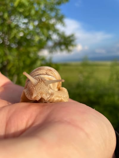 A close-up shot shows a snail resting on a person's hand. The snail has a cream-colored shell with brown stripes. Its eyestalks are extended. The background is blurry, but it appears to be outdoors with trees, grass, and a blue sky with white clouds. The location may be near Makariopolsko, Bulgaria.