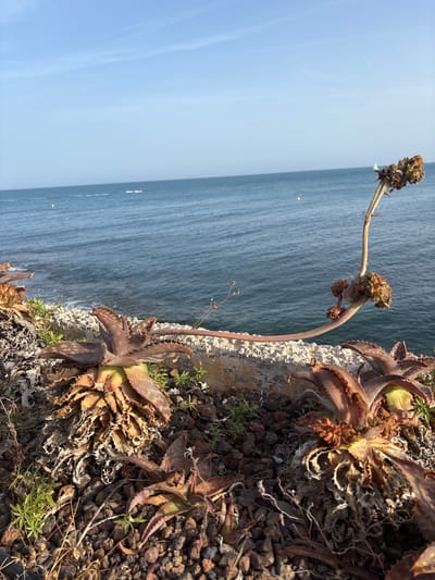 A close-up, low-angle shot captures a rugged cliffside overlooking the sea in Urbanización Cabo Roig, Spain. In the foreground, several dry, brown succulent plants, likely aloes, are rooted in dark, reddish-brown volcanic rock and small green weeds. One plant in the center features a long, arching stem with dried brown seed pods reaching towards the right. The rock wall the plants are growing on is textured and weathered. Beyond the cliff, the deep blue Mediterranean Sea stretches to the horizon under a clear, pale blue sky. A few distant boats and a yellow buoy are visible on the water, suggesting a calm, sunny day. The overall impression is one of arid, coastal resilience.