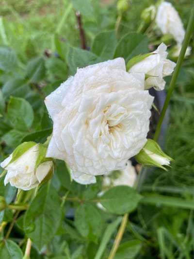 A close-up shot captures a cluster of white roses in what appears to be a garden or park setting. The central focus is a fully bloomed rose with delicate, ruffled petals, some of which are tinged with a faint pink hue. Small water droplets are visible on the petals, suggesting recent rain or dew. To the left and right of the main bloom are two rosebuds, tightly furled and covered in green sepals. The background consists of lush green foliage and grass, slightly out of focus, giving depth to the image. The lighting is soft and diffused, highlighting the subtle textures and colors of the flowers. The scene is serene and natural, evoking a sense of tranquility and the beauty of a blooming garden in Meshcherskoye, Russia.