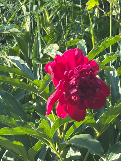 A close-up, sunlit image captures a vibrant, deep red peony bloom set against a backdrop of lush green foliage. The peony's dense, layered petals are intricately folded, with some edges catching the light to reveal lighter pinkish hues. The surrounding leaves are broad and textured, with prominent veins and slightly ruffled edges, indicating healthy growth. The dappled sunlight creates highlights and shadows throughout the scene, giving it a natural and lively appearance. The image does not contain any people or specific landmarks that would indicate its location in Koliushevo, Russia, or any other specific city. The focus is entirely on the natural beauty of the peony and its surroundings.