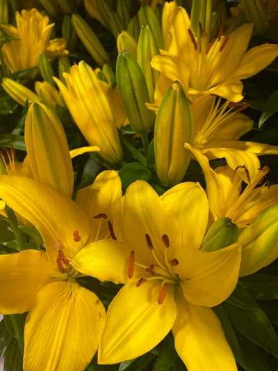This media file is a close-up, overhead shot of a bouquet of bright yellow lilies. The lilies are in various stages of bloom, with some fully open and others still in bud. The petals are a vibrant yellow with darker brown stamens and pistils visible in the center of the open flowers. The leaves are a deep green, providing a contrasting backdrop to the colorful blooms. The lighting suggests it is daytime, and the overall mood is cheerful and vibrant, likely capturing the beauty of fresh flowers. There is no visible text, people, or activity other than the flowers themselves. The setting is likely a florist shop or a home where these flowers are displayed. There are no specific cues to pinpoint the location within Pointe-Claire, Canada.