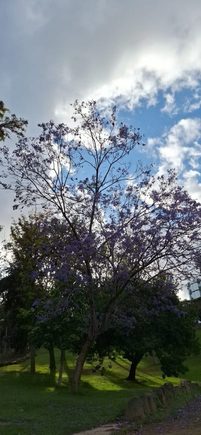 The image depicts a Jacaranda tree in full bloom in Santa Cruz de Tenerife, Spain. The tree's branches are covered in vibrant purple flowers, contrasting with the blue sky and white clouds visible through the branches. The tree trunk and surrounding greenery suggest a park setting. The sunlight filters through the tree's foliage, creating dappled shadows on the ground. The view is taken from a low angle, looking up at the tree and the sky.