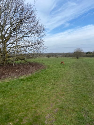 This image displays a wide, open grassy field in Broxbourne, United Kingdom, under a partially cloudy blue sky featuring white, wispy cirrus formations.
In the foreground, on the left, a large, leafless deciduous tree with a complex network of branches and visible lichen growth extends upwards. Below this tree, a dense thicket of brown, thorny brambles lines the edge of the field. The ground is covered with green grass, showing a faint, worn dirt path traversing from the lower right corner towards the mid-distance.
A reddish-brown dog, appearing to be a Vizsla, is captured in motion in the midground, centered right, with its body elongated in a stride, moving towards the right side of the frame. In the background, a horizontal line of bare trees and shrubs forms the distant horizon. Multiple parallel power lines are visible spanning the sky horizontally above these distant trees. To the far right, a solitary, smaller, leafless deciduous tree stands within the field, and a small, indistinct white object or figure is barely visible further to the right in the far distance.