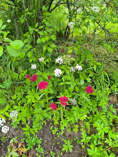 The image shows a patch of wild vegetation in Posadnikov Ostrov, Russia. The scene is dominated by vibrant green leaves and several clusters of small white and bright pink flowers. In the background, a slender tree trunk is visible, intertwined with branches. The ground beneath the plants is dark soil, with some dry leaves and twigs scattered around. There are no people or animals present in the image.
