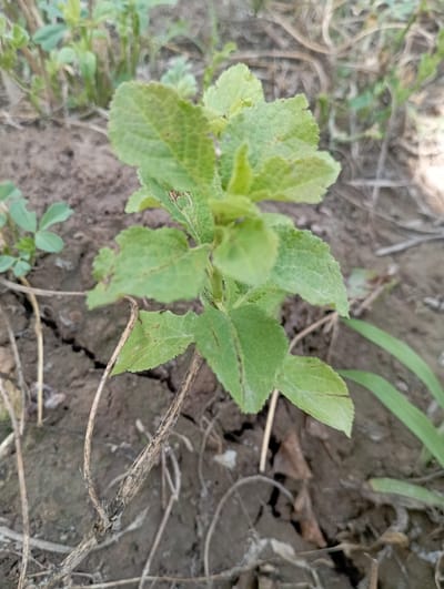 A close-up, eye-level shot shows a young green plant with serrated leaves growing in dry, cracked brown soil. The plant is the central focus, with its leaves reaching upwards and outwards. Some of the leaves show minor damage or discoloration. The background is a blur of dry earth, thin stems, and other sparse vegetation, suggesting a dry, possibly arid environment. There are no people or visible animals present. The lighting is natural and appears to be daytime, though overcast. The scene is located in Beruniy, Uzbekistan.