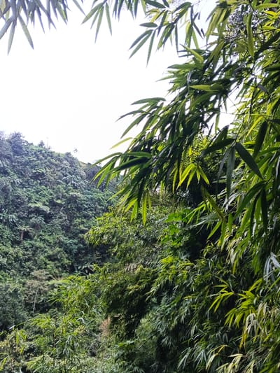 A daylight image captures a dense forest landscape in Anouvong District, Laos. The foreground and right side are dominated by vibrant green bamboo foliage with numerous elongated leaves. The midground and background reveal a steep, heavily vegetated hillside covered in diverse green trees and ferns, forming a continuous natural canopy. A bright, overcast sky is visible in the upper left and central portions of the frame, partially obscured by the overhead bamboo. No individuals, animals, or man-made objects are present within the scene.