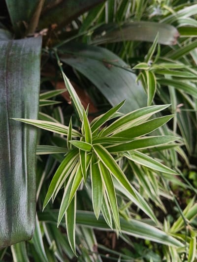 The scene is a close-up photographic detail of plant foliage located in Thành phố Kon Tum, Vietnam. The primary subject is a variegated spider plant (Chlorophytum comosum) featuring numerous lanceolate leaves radiating from a central rosette. Each leaf exhibits a distinct creamy-white central stripe flanked by dark green margins. In the upper left quadrant and background, broader, solid dark green leaves from another plant are partially visible and out of focus. The environment consists solely of botanical elements. No individuals, animals, actions, or interactions are present.