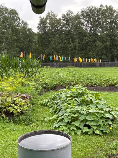 The image depicts a rural backyard scene, likely in Gonja, Russia, with a lush garden and a clothesline strung across the frame. In the foreground, a grey metal barrel filled with water sits on the grass. Beyond the barrel, a vibrant garden unfolds, featuring rows of various plants including corn stalks, leafy greens with reddish-purple leaves, and a sprawling mound of cucumber plants with yellow flowers. A wooden fence marks the boundary of the property in the background, beyond which a dense forest of birch and other deciduous trees is visible under a cloudy sky. Colorful clothespins are attached to the clothesline, suggesting laundry is being air-dried. The overall atmosphere is one of a functional, lived-in outdoor space.