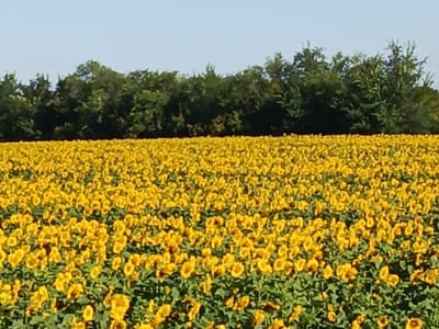 The image shows a vast field of sunflowers with their bright yellow petals facing upwards. The field stretches as far as the eye can see, meeting a line of dense green trees in the background. Above the trees, a clear blue sky dominates the upper portion of the image. The scene is bright and appears to be a sunny day, typical of a rural landscape. The location in Chernyi Otrog, Russia, is suggested as a potential area for such expansive sunflower cultivation, given its agricultural context. There are no people or animals visible in the image, focusing solely on the natural beauty of the sunflower field and its surrounding environment.