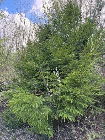 The image shows a lush, green coniferous tree filling the frame, likely located in a wooded area or park setting. The tree's branches are densely packed with needles. Underneath the tree are some dead leaves and tree branches. In the background, there are other trees, some with bare branches. In the bottom left corner of the picture, a blue sky and clouds are visible. There are no people or human-made objects visible. The photo was taken in Малая Рукавицкая, Russia.