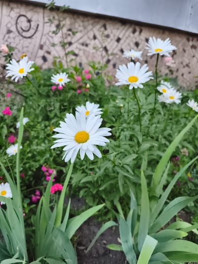 The image shows a close-up of a flower bed featuring several white daisies with yellow centers. The daisies are in bloom, with some fully open and others partially so. They are surrounded by lush green foliage and interspersed with small pink flowers. In the background, a textured wall made of small tiles is visible, with a decorative dark swirl pattern on it. The overall setting appears to be an outdoor garden, possibly in a residential area. The lighting suggests it might be daytime, with overcast skies. There is no visible text in the image. The focus is on the vibrant floral display, creating a peaceful and natural scene.