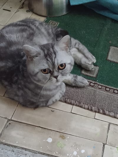 This image captures a grey tabby cat with distinctive dark stripes and amber eyes lying on a tiled floor next to a green rug. The cat is resting, with its front paws tucked underneath its body and its hind legs extended. Its gaze is directed slightly off-camera, conveying a sense of calm or mild curiosity.
The scene appears to be indoors, suggested by the tiled flooring and the presence of what looks like a metal container and a teal fabric draped in the background. The lighting indicates it's daytime. The overall environment seems casual and domestic. The floor tiles are a light, neutral color with visible grout lines, and there are some small splatters of paint or other substances on them, hinting at potential art or DIY activities. The rug has a geometric pattern and a textured border.
No people are visible in the image. The focus is entirely on the cat and its immediate surroundings. The cat's posture and expression are the primary emotional cues, suggesting a relaxed state. There is no visible text in the image. The location context provided is Shumilina, Belarus.