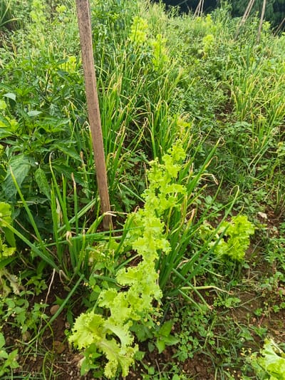 An agricultural plot in Makilala, Philippines, displays a variety of cultivated green plants under natural lighting. In the foreground and midground, prominent light green ruffled lettuce plants are interspersed among rows of slender green scallions or spring onions. To the upper left, darker green foliage consistent with chili plants is visible. A weathered, rectangular wooden stake stands vertically in the mid-left portion of the frame, partially obscured by vegetation. The ground consists of dark brown soil, with various smaller green plants and weeds growing between the cultivated crops. The background features denser green vegetation, indicating further cultivated areas or natural flora. No human figures or animals are present.