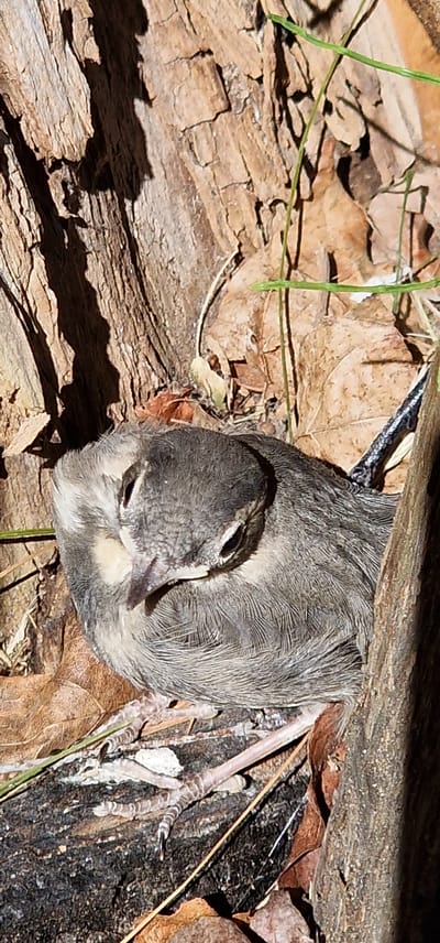 The image shows a young bird with gray and white feathers perched on a fallen log surrounded by dry leaves. The bird is facing to the left with its head down, and its small claws are visible gripping the log. The log appears to be weathered and textured, with some bark still attached. Green blades of grass are interspersed among the leaves. The overall setting suggests a natural outdoor environment, possibly in a wooded area. The image does not provide any specific information to determine its location within the city of Vārzas, Latvia.
