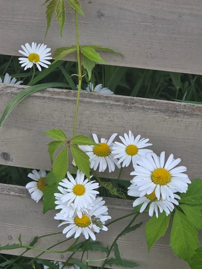 The image shows a close-up view of white daisies with yellow centers blooming near a weathered wooden fence. A green vine with lobed leaves is also present, winding its way around the fence and over the flowers. The background consists of green foliage, suggesting a garden or natural setting. The scene is set in the city of Frolovo, Russia. There are no people or animals visible in the image. The focus is on the natural elements of flowers and plants against the backdrop of the fence.