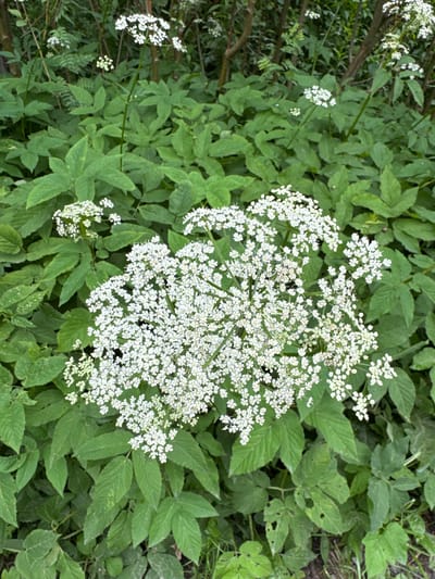 This is a medium-shot, eye-level, full color, outdoor photograph of a cluster of white flowers, likely Queen Anne's Lace, growing among green foliage. The flowers are the main subject, with a large, compound umbel of tiny white florets dominating the center of the frame. Smaller clusters of the same flowers are visible to the left and bottom right. The background is composed of lush green leaves, some of which appear slightly damaged or worn, and hints of brown stems and earth. The lighting suggests it is daytime, possibly overcast given the lack of harsh shadows. There is no visible text. The setting appears to be a natural, perhaps wild, environment, consistent with a location in Pobeda, Russia. No people or animals are present, and the overall impression is one of natural growth and the simple beauty of wildflowers.