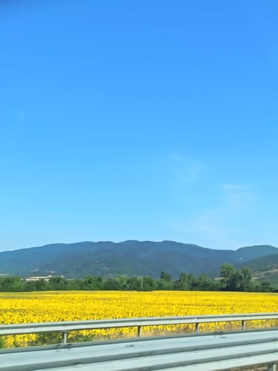 An outdoor, eye-level, vertical, medium shot captures a bright, sunny day over a vast field of sunflowers. The sunflowers are predominantly yellow and fill the lower third of the frame, extending towards the horizon. Behind the sunflower field, a line of green trees creates a dark band against the lighter green and blue hues of distant, undulating mountains. The sky above is a clear, bright blue, devoid of clouds. In the foreground, a section of a highway guardrail, made of grey metal, is visible, suggesting the photo was taken from a moving vehicle. The scene is located in Skravena, Bulgaria.