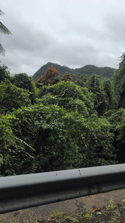 The image depicts a dense, verdant forest scene in Thượng Trạch Commune, Vietnam, under a cloudy sky. In the foreground, a grey metal guardrail runs horizontally across the bottom of the frame, bordering a paved road with patches of dry earth and sparse green vegetation. Behind the guardrail, the landscape rises sharply, covered in a thick canopy of lush green trees and foliage that obscures the ground. Towards the middle ground, a cluster of trees with bright orange foliage stands out against the dominant green. Further in the background, rolling hills covered in a uniform green forest stretch towards the horizon, meeting the overcast sky. The overall impression is one of natural, untamed wilderness.