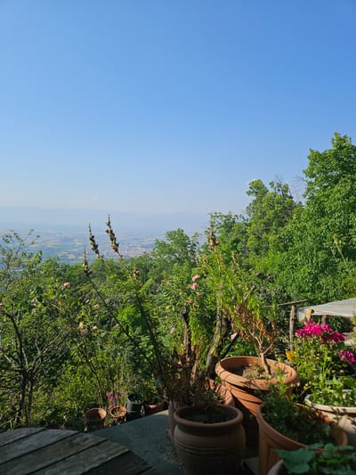 The image displays an elevated view from a garden or terrace overlooking a expansive valley in Tire, Turkey, under a clear, bright blue sky. The top portion of the frame is dominated by the unobstructed sky. Below the sky, a distant, hazy mountain range forms the horizon, beneath which lies a valley comprising a mix of urban development, identifiable by buildings and a cityscape, interspersed with agricultural fields.
The midground is filled with dense, vibrant green foliage, including numerous trees and bushes on descending slopes. In the immediate mid-foreground, several tall, slender plants with small, dark pink or purple buds are prominently featured, partially obstructing the distant view.
The foreground presents elements of a cultivated outdoor space. On the lower left, the corner of a weathered, slatted wooden table is visible. To the right of the table, an arrangement of potted plants sits on a flat, gray surface. These pots, varying in size and material (primarily terracotta and some darker containers), hold a variety of vegetation; some plants appear lush and green, while others exhibit dry or faded foliage. Bright pink flowers are visible in a pot on the far right edge of the frame. Partially visible in the upper right foreground, amidst dense greenery, is a light-colored, possibly canvas or plastic, canopy or shelter structure. The scene is illuminated by bright sunlight, suggesting a clear day.