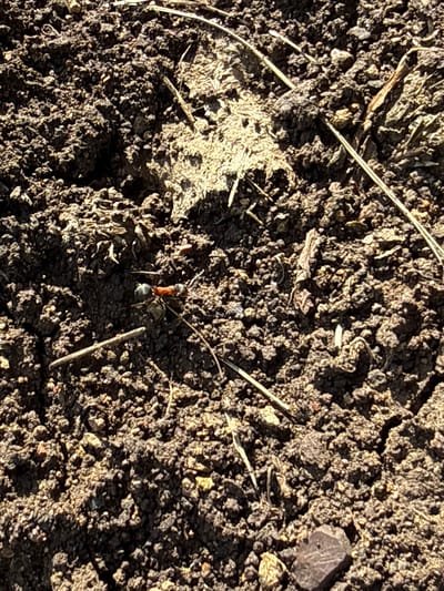 This is a close-up, top-down photograph of an ant on dry, dark soil. The ant is the central subject and is positioned in the lower-middle portion of the frame. It has a reddish-orange abdomen and a dark head and thorax. The ant appears to be walking or foraging.

The surrounding soil is rough and clumpy, with small pebbles and dried plant matter interspersed throughout. There are several thin, dried grass blades or twigs scattered across the surface, some casting faint shadows. A larger, dark, angular stone is visible in the lower-left quadrant of the image. The lighting suggests it is daytime, with strong sunlight creating harsh shadows, indicating a clear or partly cloudy sky. The overall setting is natural and outdoors, consistent with a rural or garden environment. No text is visible in the image. The location context provided is Baimovo, Russia.