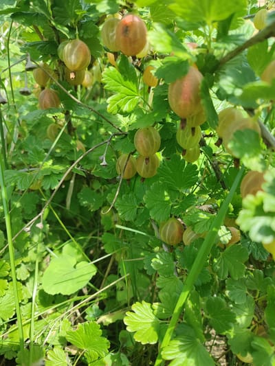 The media file is a close-up, eye-level shot of a gooseberry bush laden with ripe fruit in a garden setting. The subjects are the gooseberries, which vary in color from pale green to a warm golden-brown with hints of pink. They are clustered on branches amidst lush green leaves, some of which show the characteristic lobed shape of gooseberry foliage. The overall scene is one of abundance and natural growth.
The time of day appears to be daytime, with bright sunlight filtering through the leaves, creating highlights and shadows. The weather seems pleasant, conducive to the ripening of the fruit. The presence of garden plants and the overall lushness suggest an outdoor, likely rural or suburban, location. Given the provided location context of Ivanovka, Russia, it is reasonable to infer this is a garden in that region.
Notable details include the varying stages of ripeness of the gooseberries, indicating a natural harvest time. The focus is sharp on the foreground and mid-ground gooseberries and leaves, with some background elements softly blurred, drawing attention to the fruit. There are no people visible, and the activity is simply the natural process of fruit ripening on the bush. No text is visible in the image. The overall impression is one of natural beauty and the promise of fresh fruit.