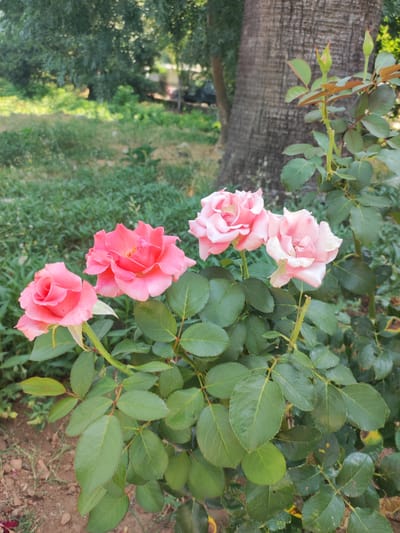 The image shows a close-up of a rose bush with four pink roses in bloom. The roses are various shades of pink, with some appearing a brighter coral pink and others a softer, pale pink. The rose bush has lush green leaves with serrated edges, and some thorny stems are visible. In the background, a large tree with rough bark is prominent, and behind that, there is blurred greenery and a hint of what might be a building. The ground in the foreground is covered with dirt, small stones, and some dried leaves. The lighting suggests it is daytime, possibly in the late morning or early afternoon, with sunlight filtering through the leaves and creating some dappled effects. The scene is outdoors in a natural setting, likely a garden or park. There are no people or animals visible in the image. This scene is located in the city of Cadalso, Spain.