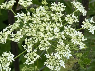 This is a close-up, eye-level, medium shot photograph of a cluster of small, white flowers. The flowers are arranged in an umbel shape, with many tiny blossoms grouped together. Some of the individual flowers have five petals, which are pointed at the tips. The petals appear delicate and slightly translucent. The center of some flowers shows small stamens. The color palette is predominantly white and pale green, with a blurry, dark green background that suggests foliage. The lighting is natural and diffused, highlighting the texture and intricate details of the flowers. The image does not contain any people or evidence of human activity, nor does it depict any specific urban or natural landmarks in Kuril'sk, Russia. The scene is solely focused on the botanical subject matter.