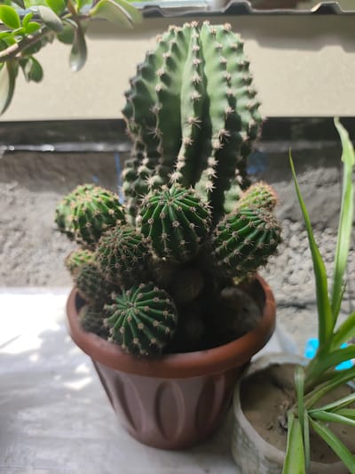 A close-up shot showcases a potted cactus plant, the central subject. The cactus is a columnar variety with prominent ribs and numerous spines. It also features several smaller offsets, or pups, growing from its base, creating a clustered appearance. The cactus is housed in a brown plastic pot with a ribbed design.
In the background, out of focus, there are hints of other plants, including a succulent with plump, green leaves on the left and the slender green leaves of another plant on the right. The setting appears to be indoors, near a window, as indicated by the diffuse light and the textured wall behind the plants, which resembles concrete. The overall lighting suggests it might be daytime, possibly overcast or with indirect sunlight. No text is visible in the image. The context of Panjakent, Tajikistan, adds a geographical element to the scene. The image is still and focuses on the natural beauty of the plants.