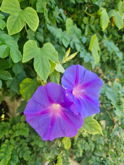 A close-up, high-angle shot captures two vibrant purple morning glory flowers in bloom, set against a lush backdrop of green foliage. The flowers are the primary subjects, their trumpet-shaped petals unfurling to reveal a lighter pinkish-white center, accented by deep purple veins radiating outwards. One flower is positioned in the foreground to the left, while the other is slightly behind and to the right, creating a sense of depth. The surrounding leaves are varied in shape and size, some broad and heart-shaped with yellowish-green hues, others smaller and more rounded, all contributing to a natural, verdant environment. The lighting suggests it is daytime, with soft sunlight illuminating the petals and creating subtle shadows. The scene appears to be outdoors, likely in a garden or natural setting within Leporano, Italy, a coastal town known for its natural beauty and blooming flora. There are no people or animals present in the frame.