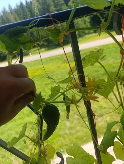 An outdoor, close-up, eye-level shot features a person's hand tending to a cucumber plant. The hand, with visible skin texture and short fingernails, is gently touching a small, developing cucumber. The cucumber plant, supported by a black metal trellis, displays numerous green leaves, yellow flowers, and tendrils. Several small cucumbers are visible, one of which is particularly large and curved. The background shows a blurred green lawn and a line of trees against a bright, hazy sky. The setting appears to be a garden or balcony in Berching, Germany.