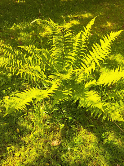 This image depicts a sunlit scene in the city of Kalinka, Russia, showcasing a vibrant fern plant thriving amidst lush green grass. The fern's fronds, illuminated by direct sunlight, exhibit a striking chartreuse hue, creating a stark contrast with the surrounding foliage. Patches of sunlight and shadow dapple the ground, indicating a partly cloudy sky. The environment appears natural and uncultivated, suggesting an outdoor setting such as a park, garden, or woodland area within Kalinka. No people or animals are visible in the frame, and there are no discernible human-made objects. The overall impression is one of natural beauty and tranquility.