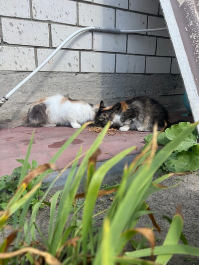 Two cats are eating dry cat food from the ground on a patio in front of a brick wall. One cat is calico and white with a long tail. The other cat is multi-colored with patches of black, brown, and white. The cats are positioned side-by-side, with their heads down as they eat. In the foreground, green plants are visible, with some brown, dried leaves. The background consists of a light-colored brick wall with some staining, and a concrete base below it. A white pipe runs horizontally along the wall. The scene appears to be outdoors, possibly in a residential area.